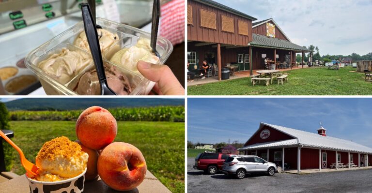 Seven Maryland Ice Cream Dairies Where The Cows Live Just Past The Parking Lot