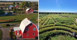 Every Fall, Illinois Families Head To Richardson Adventure Farm For The World’s Biggest Corn Maze