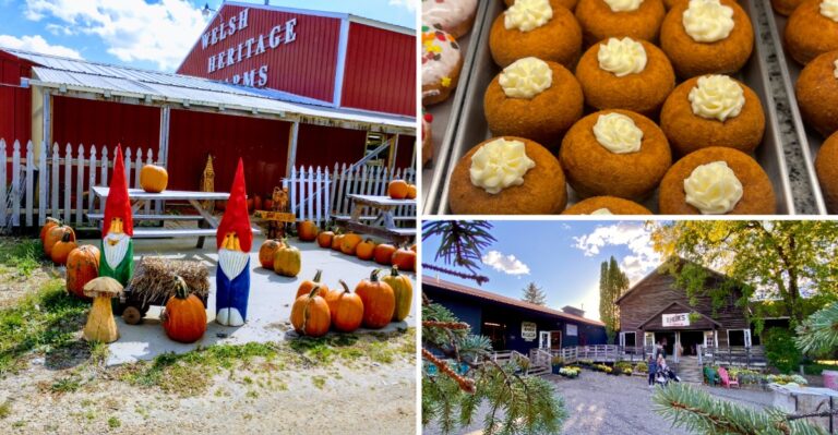 Halloween Weekend Is The Best Time To Grab Cider Donuts At These 8 Minnesota Orchards